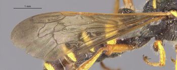 Media type: image;   Entomology 13770 Aspect: Wing front